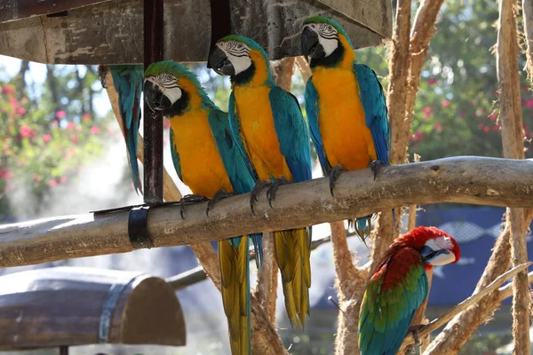 Pájaro Loro Guacamayo Azul Amarillo Jardín Tailandia — Foto de Stock