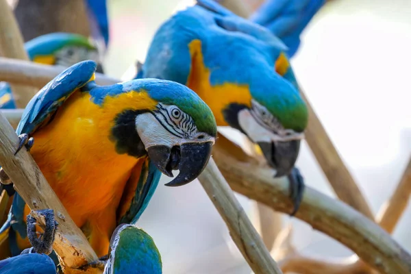 Close Haed Uccello Pappagallo Ara Blu Giallo Giardino Thailandia — Foto Stock