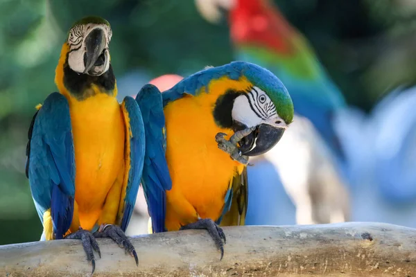 密室にはタイの庭に青と黄色のマコーのオウムの鳥がいました — ストック写真