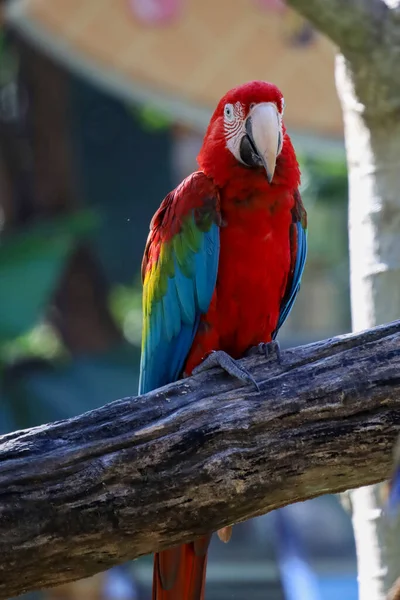 Pássaro Papagaio Arara Vermelho Jardim Tailândia — Fotografia de Stock