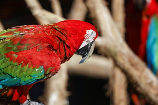 Pájaro Loro Guacamayo Rojo Jardín Tailandia —  Fotos de Stock