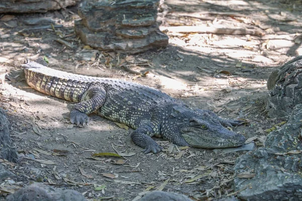 Tayland Nehir Kıyısında Timsah Dinlenme Yeri Kapatın — Stok fotoğraf