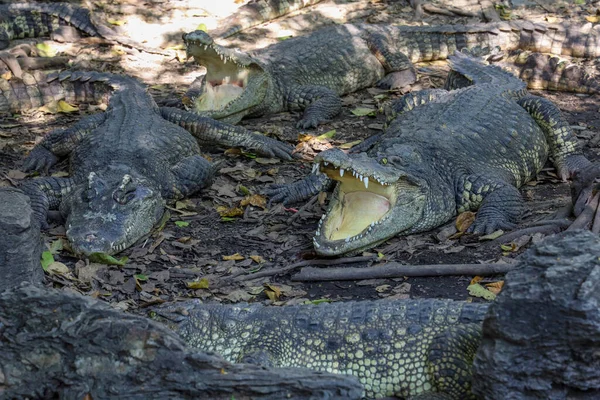 Закрыть Крокодиловый Отдых Реки Таиланде — стоковое фото