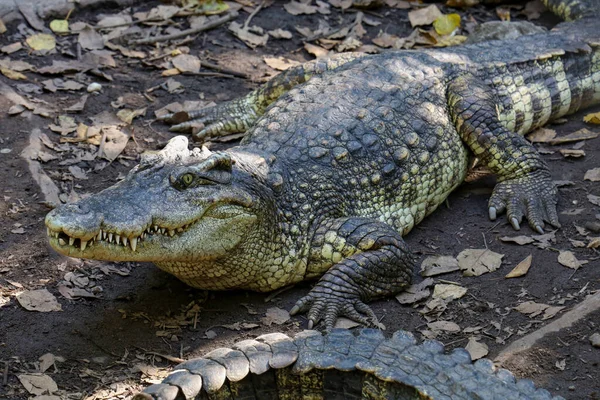 Feche Descanso Crocodilo Perto Rio Tailândia — Fotografia de Stock