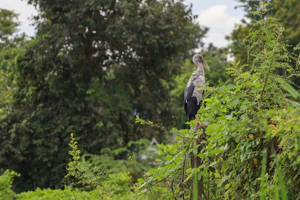 Pájaro Grulla Pie Descanso Jardín Natural Tailandia — Foto de Stock