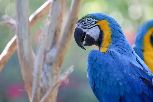 Cerca Haed Pájaro Loro Guacamayo Azul Amarillo Jardín Tailandia —  Fotos de Stock