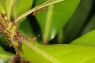 Tayland 'da taze yaprağın üzerine kırmızı karıncayı kapat.