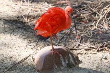 Kızıl aynalı su kuşunu kapatın.