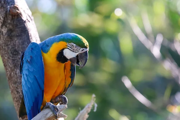 Close Haed Uccello Pappagallo Ara Blu Giallo Giardino Thailandia — Foto Stock