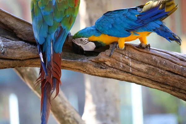 タイの庭で青と黄色のマコーのオウムの鳥を閉じます — ストック写真