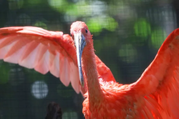 Κοντινό Κεφάλι Κόκκινο Ibis Είναι Υδρόβιο Πουλί — Φωτογραφία Αρχείου