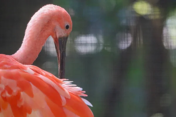 Zavřít Hlavu Šarlatové Ibis Vodní Pták — Stock fotografie