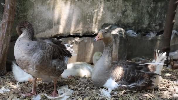 Aile Kazı Evde Kalıp Bahçede Dinlenir — Stok video