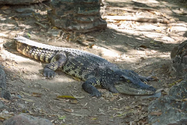 Zárja Krokodil Pihenés Közelében Folyó Thaiföldön — Stock Fotó