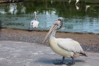 Tayland bahçesindeki büyük beyaz pelikan kuşu.