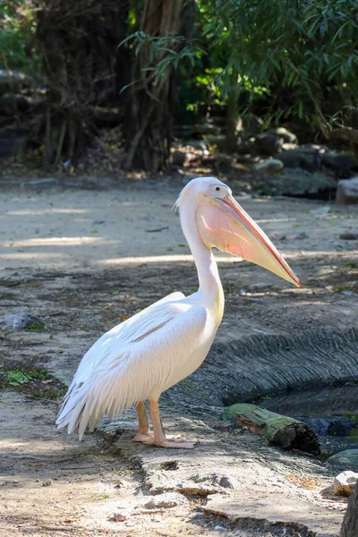 Der Große Weiße Pelikan Garten Thailand — Stockfoto