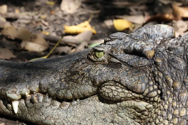 Close Cabeça Crocodilo Mostrar Olho Tailândia — Fotografia de Stock