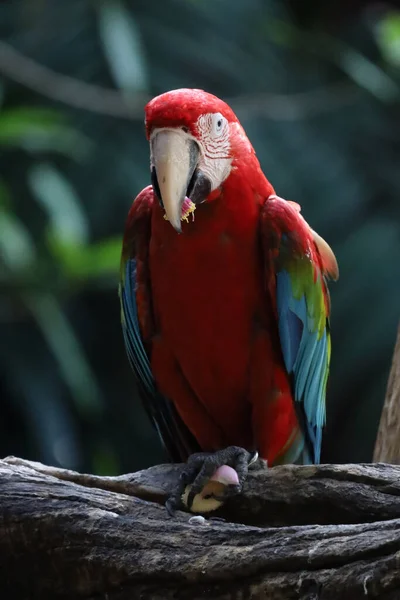 Κοντινό Πλάνο Haed Κόκκινο Πουλί Παπαγάλος Macaw Στον Κήπο Στην — Φωτογραφία Αρχείου