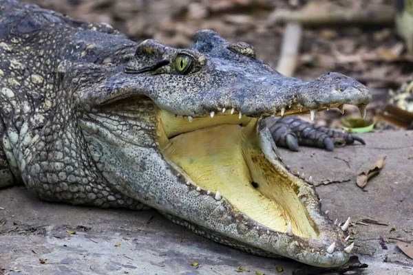 Close Cabeça Crocodilo Mostrar Mouse Tailândia — Fotografia de Stock