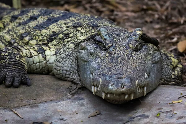 Feche Descanso Crocodilo Perto Rio Tailândia — Fotografia de Stock