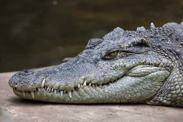 Zamknij Głowę Krokodyl Jest Pokazać Oko Tajlandii — Zdjęcie stockowe