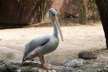 Tayland bahçesindeki büyük beyaz pelikan kuşu.