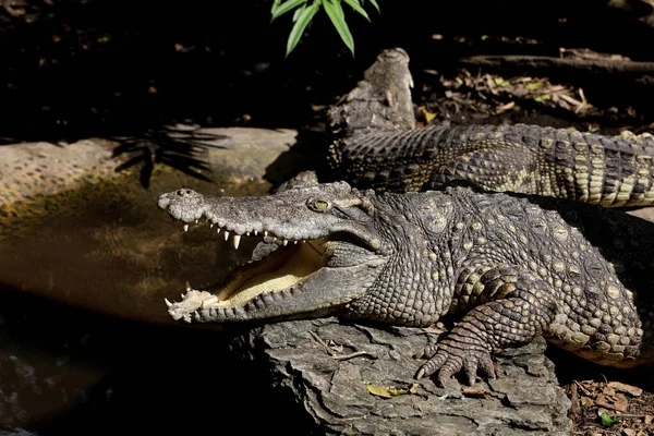 Close up head crocodile is show mouse in thailand. (focus eye)