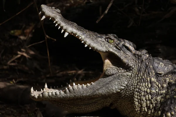 Закрыть Голову Крокодила Показать Мышь Таиланде Фокус Глаз — стоковое фото