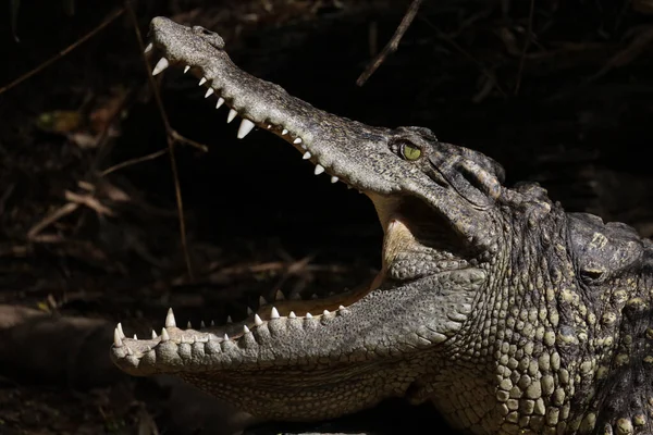 Close up head crocodile is show mouse in thailand. (focus eye)