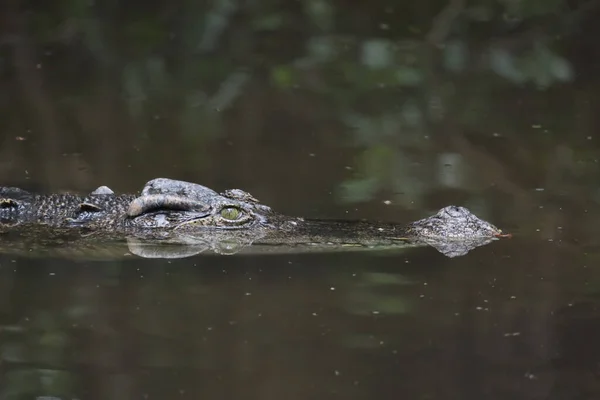 Крокодил Голові Ріці — стокове фото