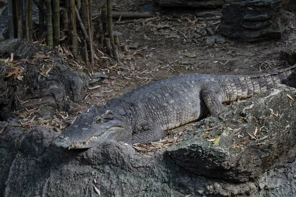 Feche Descanso Crocodilo Perto Rio Tailândia — Fotografia de Stock