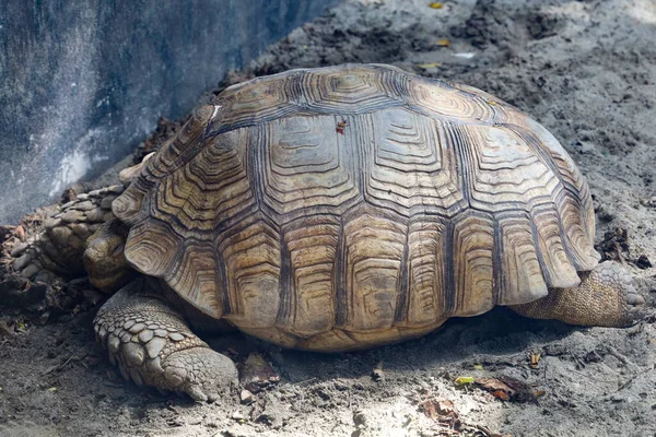 Tortue Sulcata Dans Jardin Thaïlande — Photo