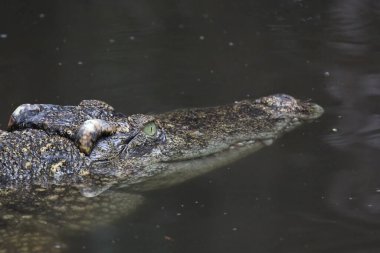 Yaklaş baş timsah Tayland 'da nehirde akıyor..