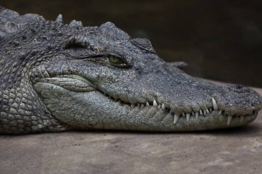 Tayland 'da baş timsah gösteri faresi. (odak göz)