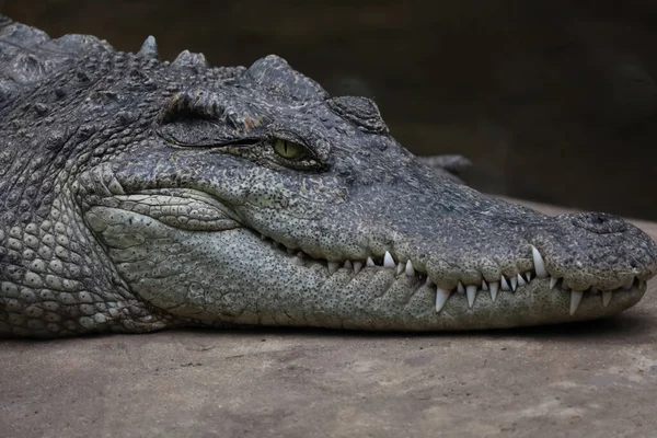 Close up head crocodile is show mouse in thailand. (focus eye)