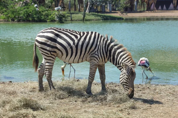 Burchell Zebra Eatting Farm Thailand — Stock Photo, Image