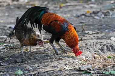 fighting cock eat food in farm at thailand clipart