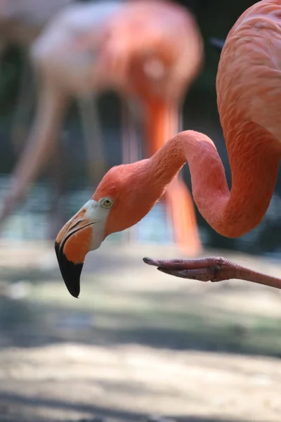 Gros Plan Tête Flamant Rose Dans Jardin Thaïlande — Photo