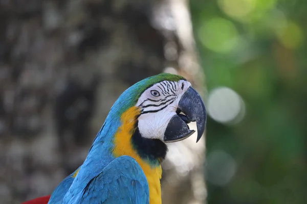 Cerca Haed Pájaro Loro Guacamayo Azul Amarillo Jardín Tailandia —  Fotos de Stock