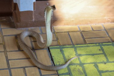 Güzel Kobra yılanı Tayland 'da çimento zemininde