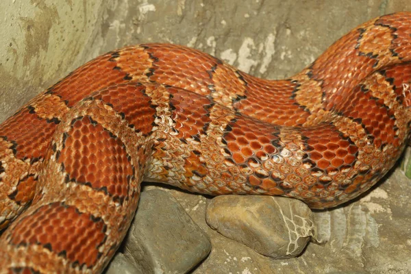 動物の背景のためのトウモロコシのヘビの皮を閉じる — ストック写真