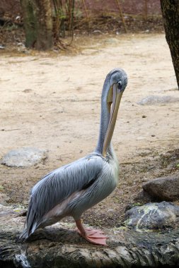 Tayland bahçesindeki büyük beyaz pelikan kuşu.