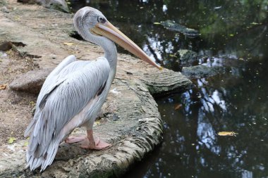 Tayland bahçesindeki büyük beyaz pelikan kuşu.