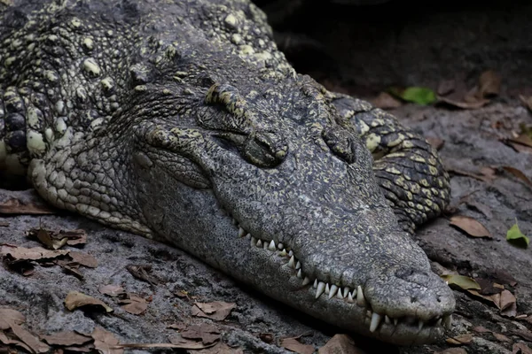 Gros Plan Crocodile Tête Est Dormir Sur Canal Thaïlande — Photo