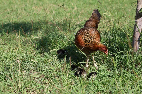 Fighting Cock Hen Baby Cock Eat Food Garden Thailand — Stock Photo, Image