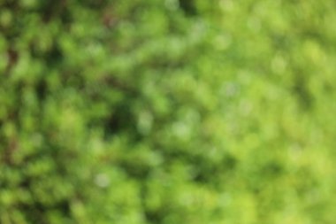 Yeşil desen için yeşil doğa yaprağı biur arka planı