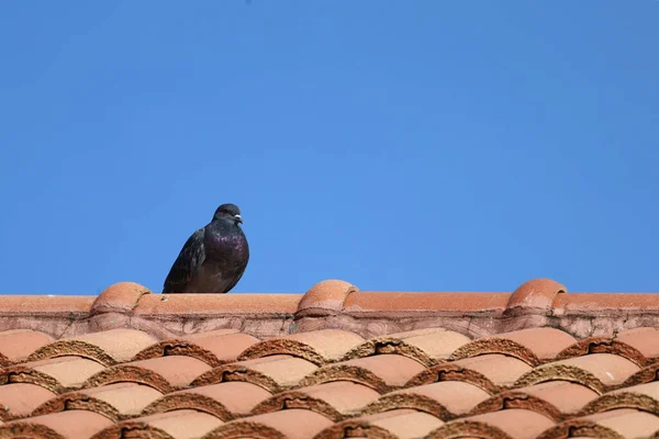 城市的鸽子在橙色的房顶上 — 图库照片