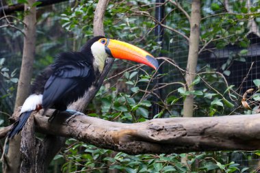 Zoolojide ağaçtaki toco tukan kuşu.