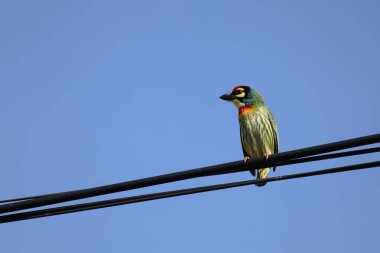 Tayland 'da enerji hattındaki renkli Oriole kuşu.