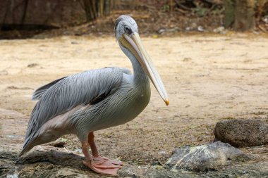 Tayland bahçesindeki büyük beyaz pelikan kuşu.